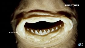 怪鯊咬男童1800