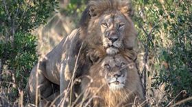 肯亞,公獅,性行為,獅子(攝影師Paul Goldstein 臉書https://www.facebook.com/pg/guide.wildlife.photographer.presenter/photos/?ref=page_internal)