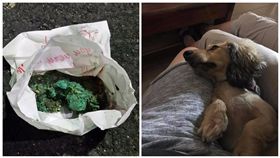 台中,毒狗,毒餌包,動保法,動保協會,靜宜大學,都會公園,新都生態公園（圖／翻攝自臉書）