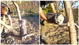 貓,摺耳貓,喵星人,回家,寵物,毛小孩（圖／翻攝自臉書）