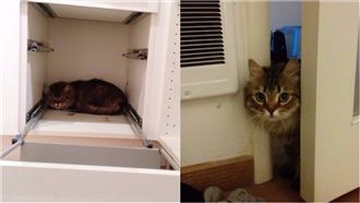 新手貓奴！等了28天才受貓皇寵幸