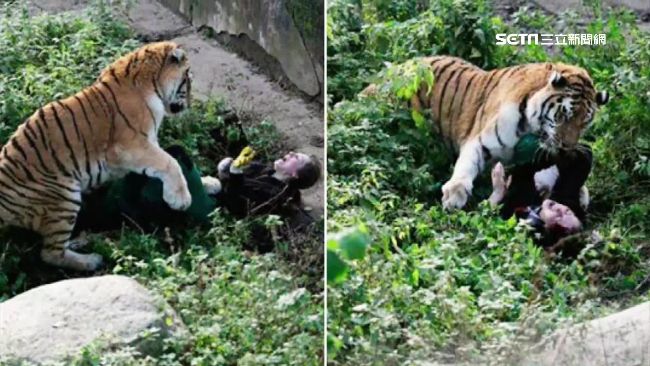 動物園老虎咬女管理員　遊客機智救命