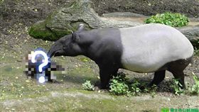 ▲馬來貘小時候的毛為棕色。（圖／翻攝自《台北市立動物園》官網）