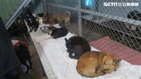 浪浪,羽絨,合隆羽藏,流浪動物,動物之家,物資,公益