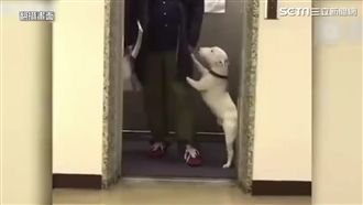 主人回來了！毛小孩興奮跳舞超可愛