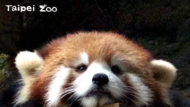 可麗餅？動物園揪幫小貓熊寶寶命名