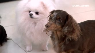 他推「狗臉辨識」取代晶片　網友驚呆