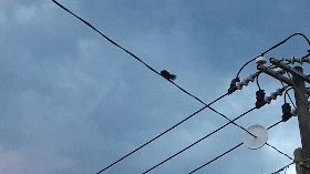 防松鼠  電線路障成玉里特殊街景（2