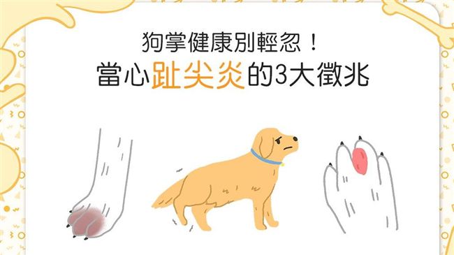 狗狗腳顏色變深？當心趾尖炎3大徵兆
