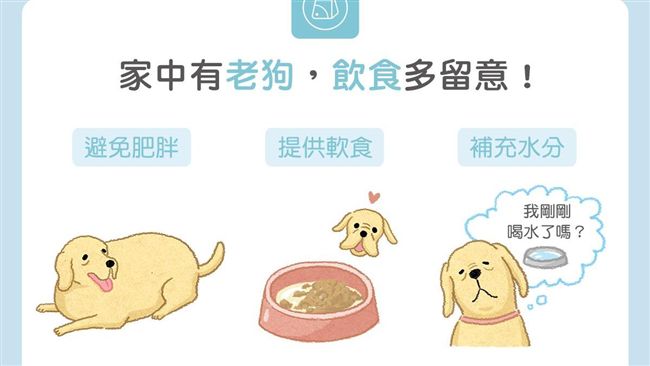 狗狗不知不覺老了…飲食多留意這3點
