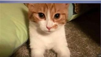 紐總理愛貓車禍逝　粉絲不捨喊國葬