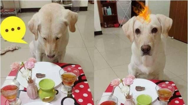 狗狗爽吃牛排餐　看到對面盤子秒變臉
