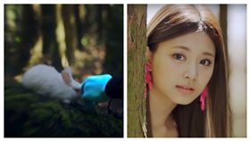 SIGNAL,周子瑜,兔子（合成圖／翻攝自TWICE 1001 YouTube）