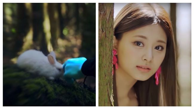 MV拍完兔子活扔？子瑜心疼落淚道歉