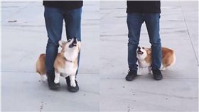 柯基,狗,Geordi,散步,毛孩,同手同腳,兩人4腳　圖／翻攝自IG