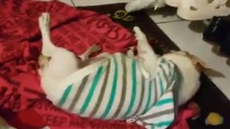 亂尿尿挨罵　狗狗竟然裝死笑翻主人