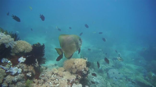 將燕魚當玩偶？潛水客無視掙扎強抓魚