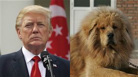 川普,藏獒（圖／中央社、陸網）