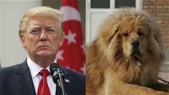 兩樣情？陸民眾評川普：長的像藏獒