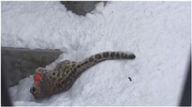 雪豹,玩雪,悲劇,地下室,階梯　圖／翻攝自推特