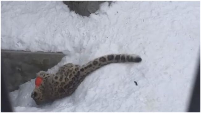 糗！小雪豹爽玩球　一不小心就悲劇啦