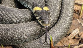 球蟒,蛇,蟒蛇,德國,Darmstadt,褲子,酒醉　圖／pixabay