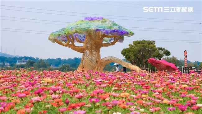花海中的童話樹　花彩節龍潭區明登場