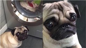 巴哥,狗,毛孩,玩具,洗衣機,玩偶,娃娃　圖／翻攝自IG