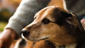 毛小孩　狗狗
https://www.flickr.com/photos/sashaiw/12625590814/in/photolist-keFshf-9Ecxz8-9EcwwT-pQK294-dAsmE-VSnUAi-eZnrMP-89PL6y-Hzh1mA-pCY2DH-pCY9iV-4rThfd-pibXuN-3Pw8eN-wB85Xm-9EcxWp-5QyTjj-qsgac4-9wS2N