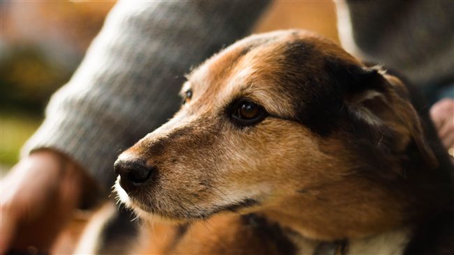 愛犬進餐廳遭拒　女客嗆：請加強智商