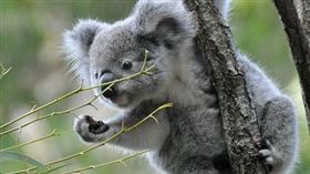 無尾熊（圖／翻攝自推特）