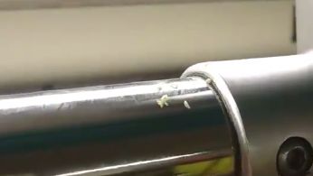 在捷運上被蛆砸　她嚇到整個人都醒了