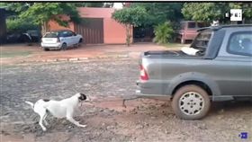 巴拉圭,狗狗,虐狗,拖行（圖／翻攝自YouTube）