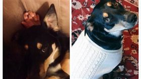 狗狗 截圖自twitter