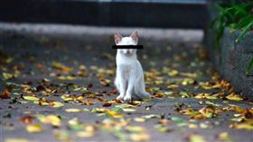 -流浪貓-小貓-（圖／中央社）