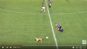 阿根廷,足球賽,狗狗,鏟球（圖／翻攝自Sports Time Mx
　YouTube）