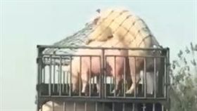 豬,車震,做愛（圖／翻攝自爆廢公社）