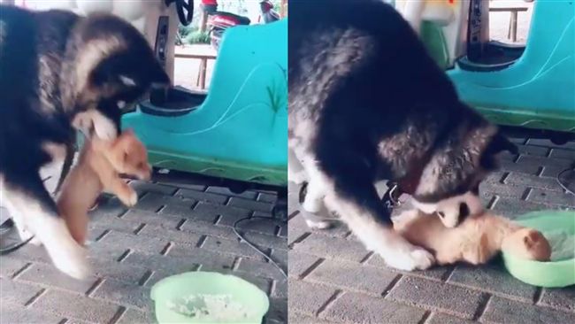 捍衛自己飯碗！月月叼走柴犬卻被忽視