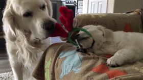 黃金獵犬,狗,毛小孩（圖／翻攝Instagram tuckerandanniewhitegoldens）