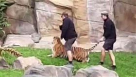 澳洲,昆士蘭,黃金海岸,Dreamworld,主題樂園,老虎,虐待,員工　圖／翻攝自每日郵報　https://goo.gl/orJus1