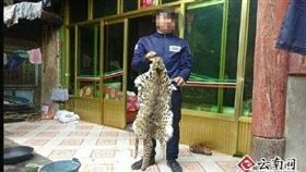大陸雲南大理州祥雲縣米甸鎮，有一名安姓男子在野外發現一隻受傷的豹貓，不料他竟約好友一起烹煮豹貓，吃完後還大讚「這香貓的肉不錯」。目前警方以涉嫌殺害豹貓的罪嫌將安男逮捕。（圖／翻攝自微博）