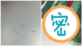 蟲蛋,宿舍,床,梳子,書桌,化妝鏡,蟲（圖／翻攝自PTT）