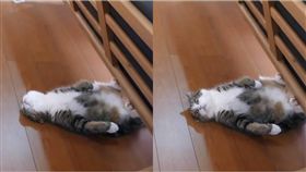 貓咪,毛孩,喵星人,出場,沙發,maruhanamogu　圖／翻攝自Ig