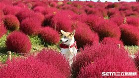 花卉,拍攝技巧。（圖／部落客韓若紫提供）