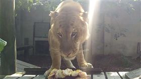 獅虎阿彪（翻攝屏科大保育動物收容中心臉書）