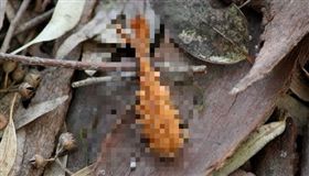 影／森林裡竟然有炸蝦？原來是松鼠吃飽後亂丟「垃圾」
圖／翻攝自ap1220ap Twitter
https://twitter.com/ap1220ap