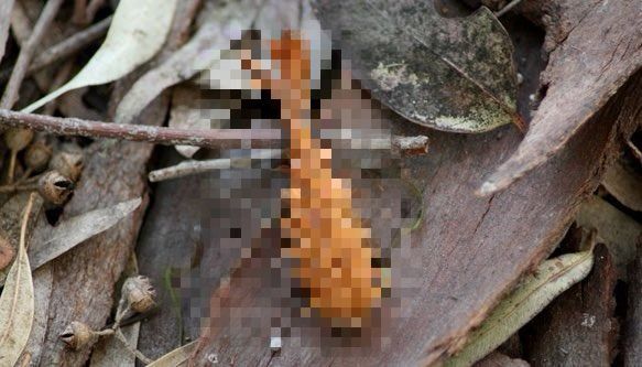 森林有炸蝦？其實是松鼠亂丟「垃圾」
