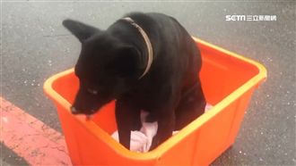 流浪狗遭放毒藥報復　3天死4隻！