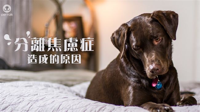 狗狗不受控！可能罹患分離焦慮症