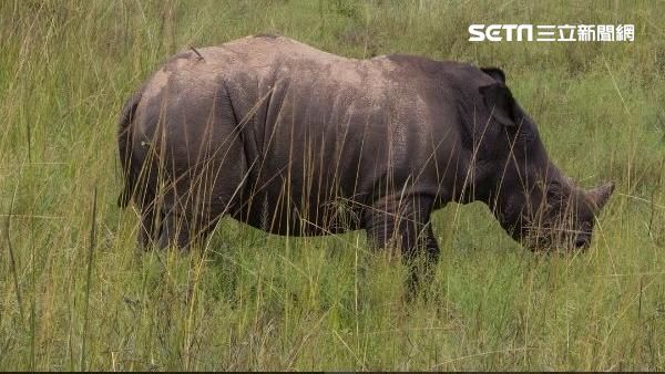 2台人非洲走私犀牛角　遭重判29年